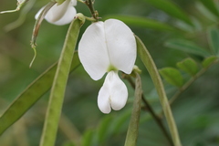 Tephrosia calophylla
